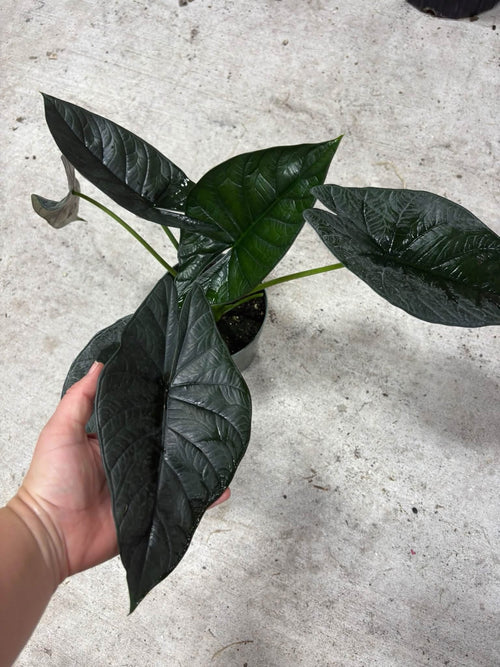 Alocasia Dragon Wing (Dragon Scale crossed with Scalprum)