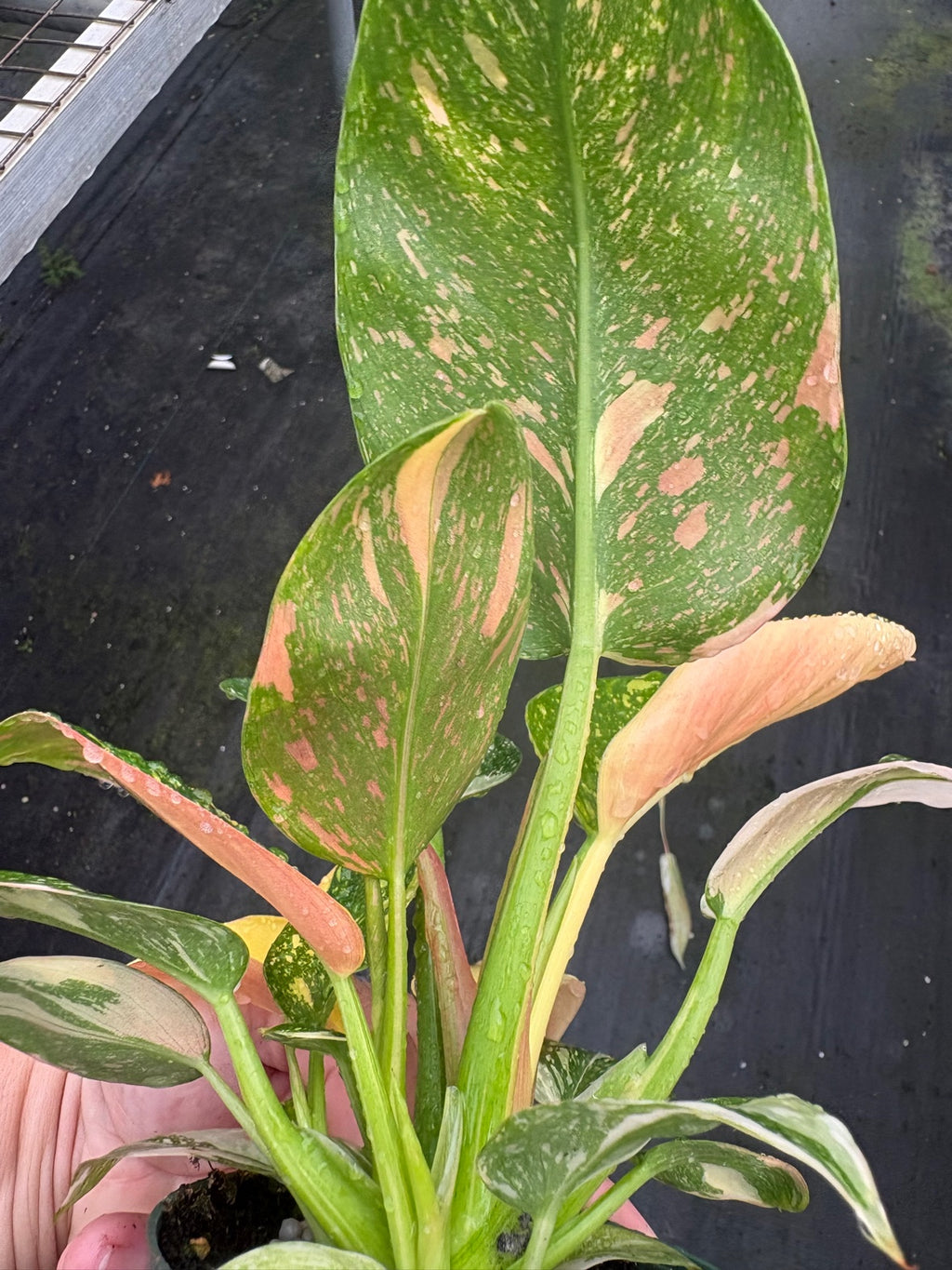 Philodendron Congo Nuclear