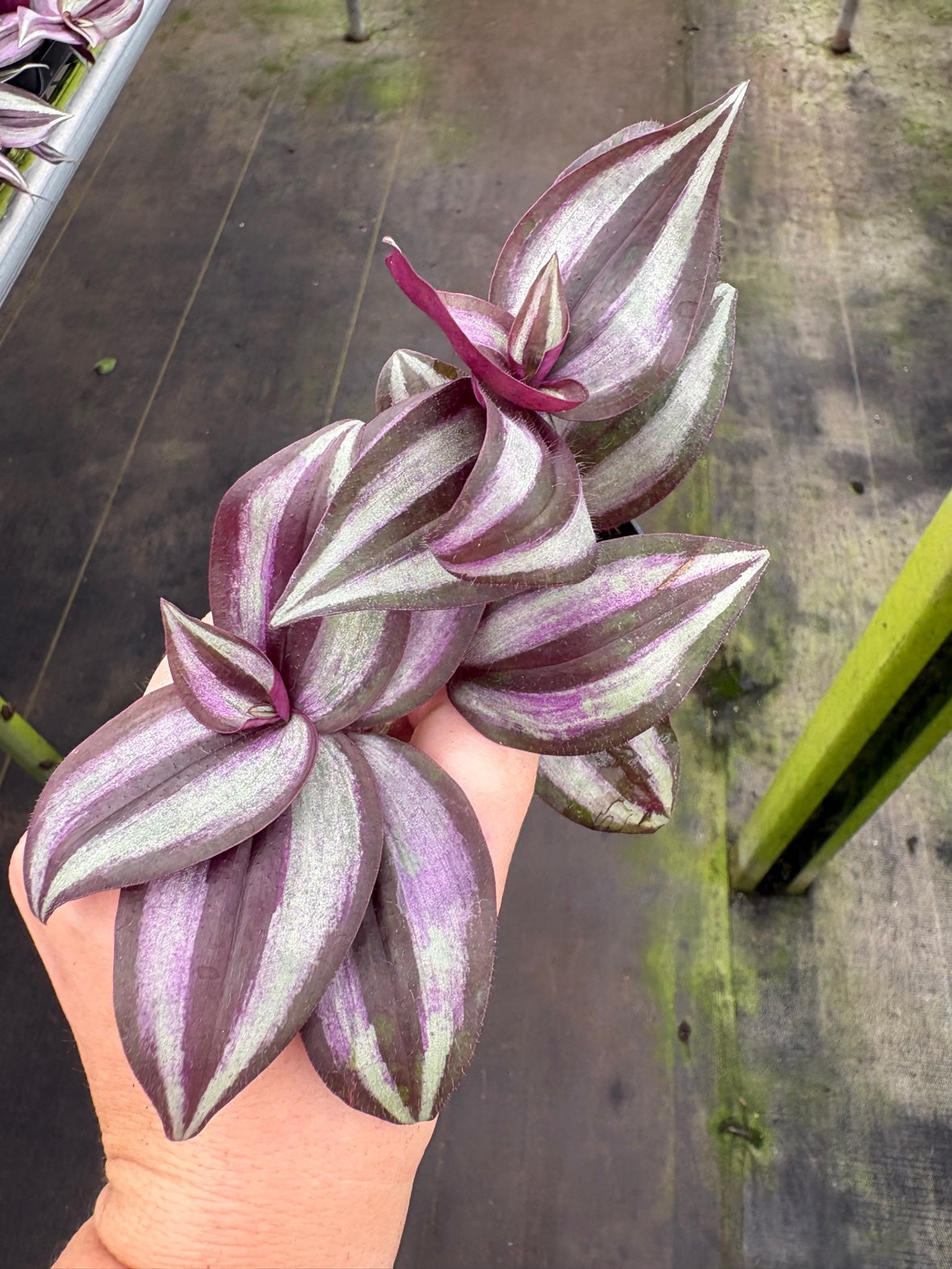 Tradescantia Zebrina