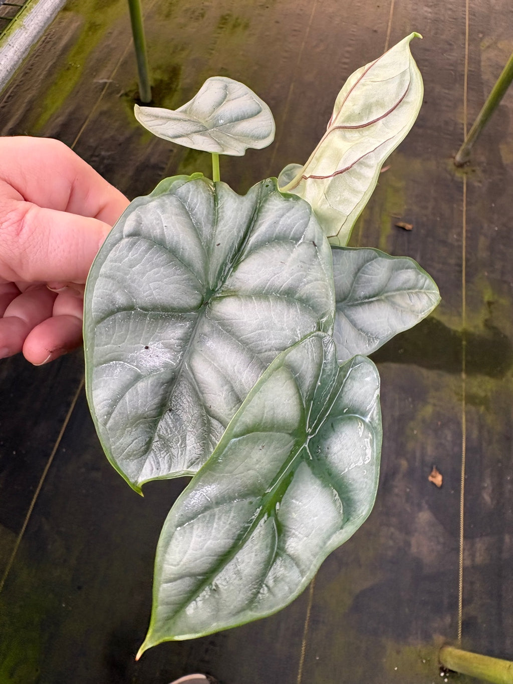 Silver Dragon Alocasia