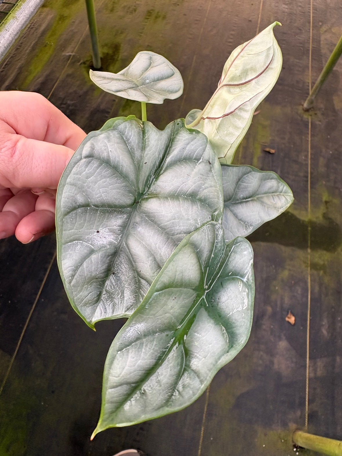 Silver Dragon Alocasia
