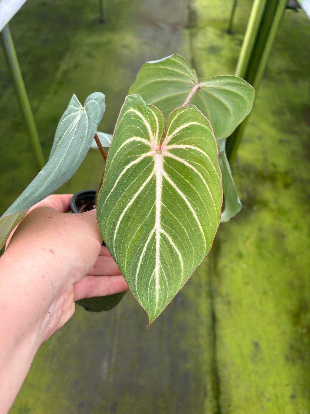 Philodendron Gloriosum