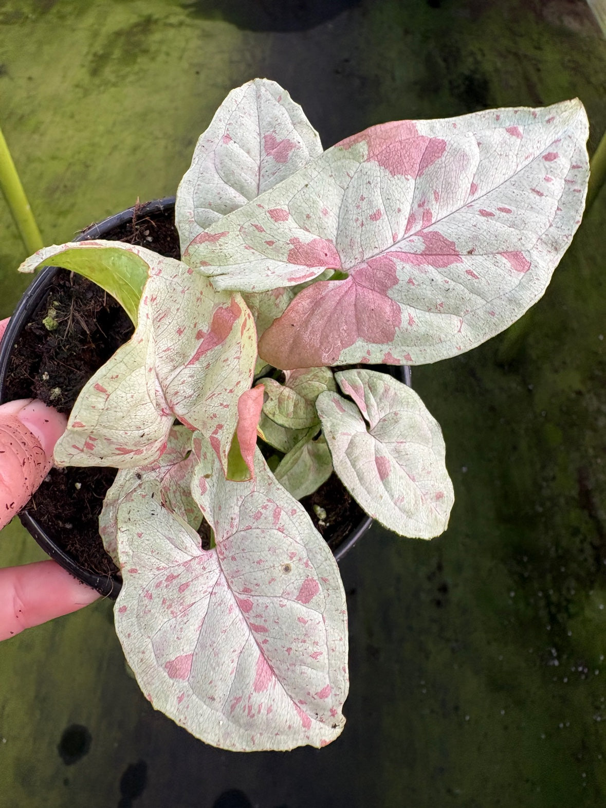 Milk Confetti Syngonium