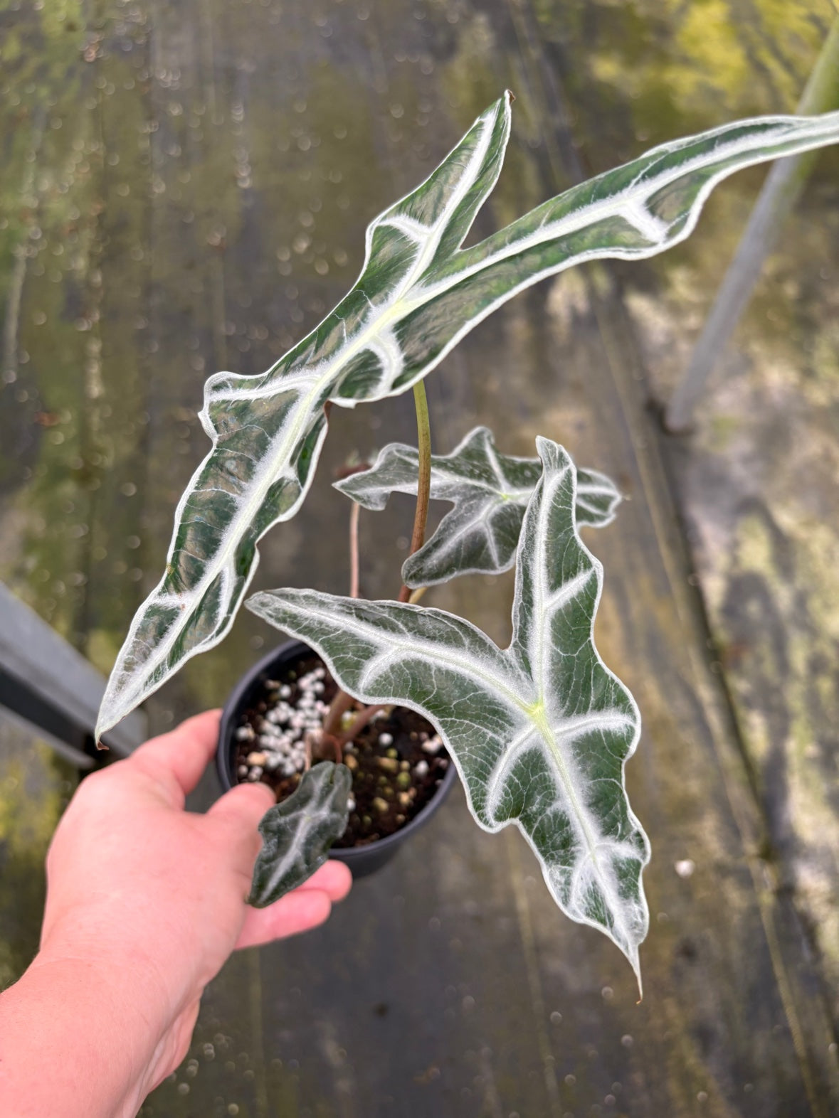 Alocasia Nobilis