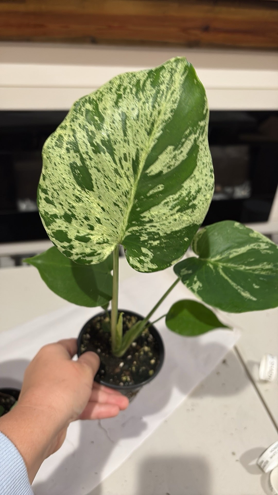 Monstera Bulbasaur