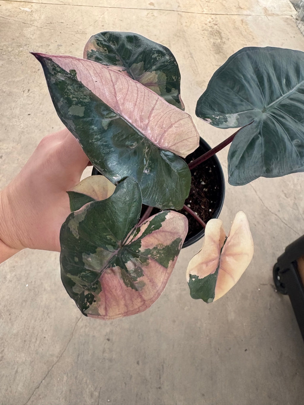Pink Yucatan Princess Alocasia