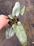 Philodendron Atabapoense