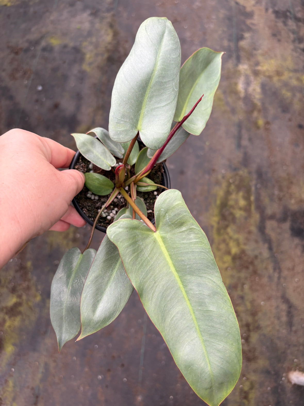 Philodendron Atabapoense
