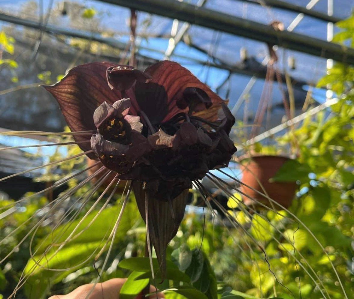 Tacca Black Bat Flower