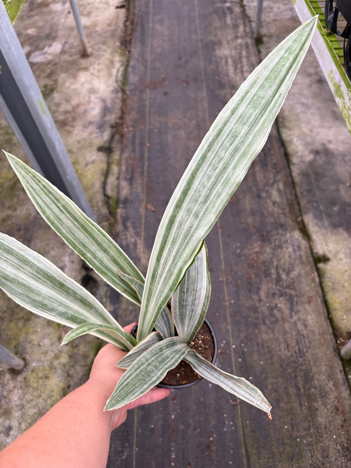 Sansevieria Sayuri
