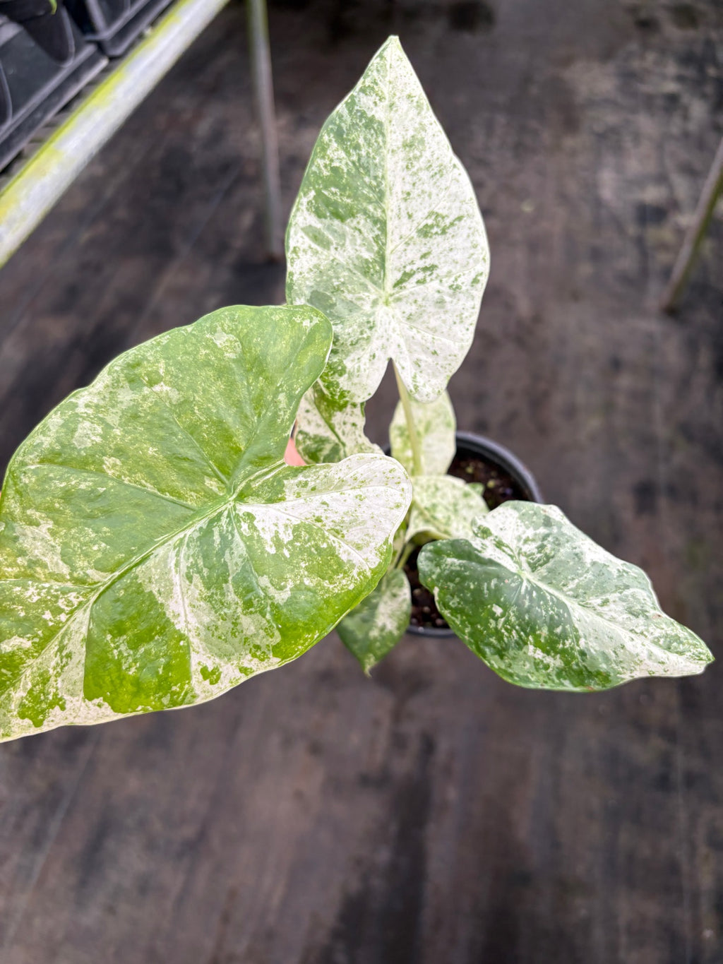 Alocasia Odora Batik