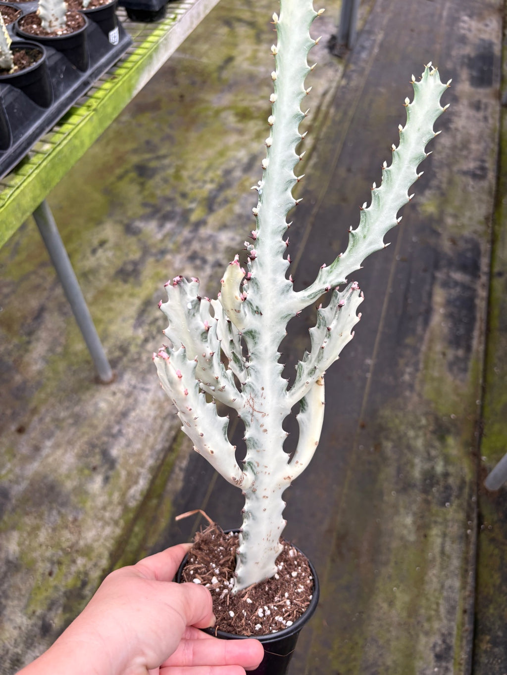 Dragon Bone Ghost Cactus