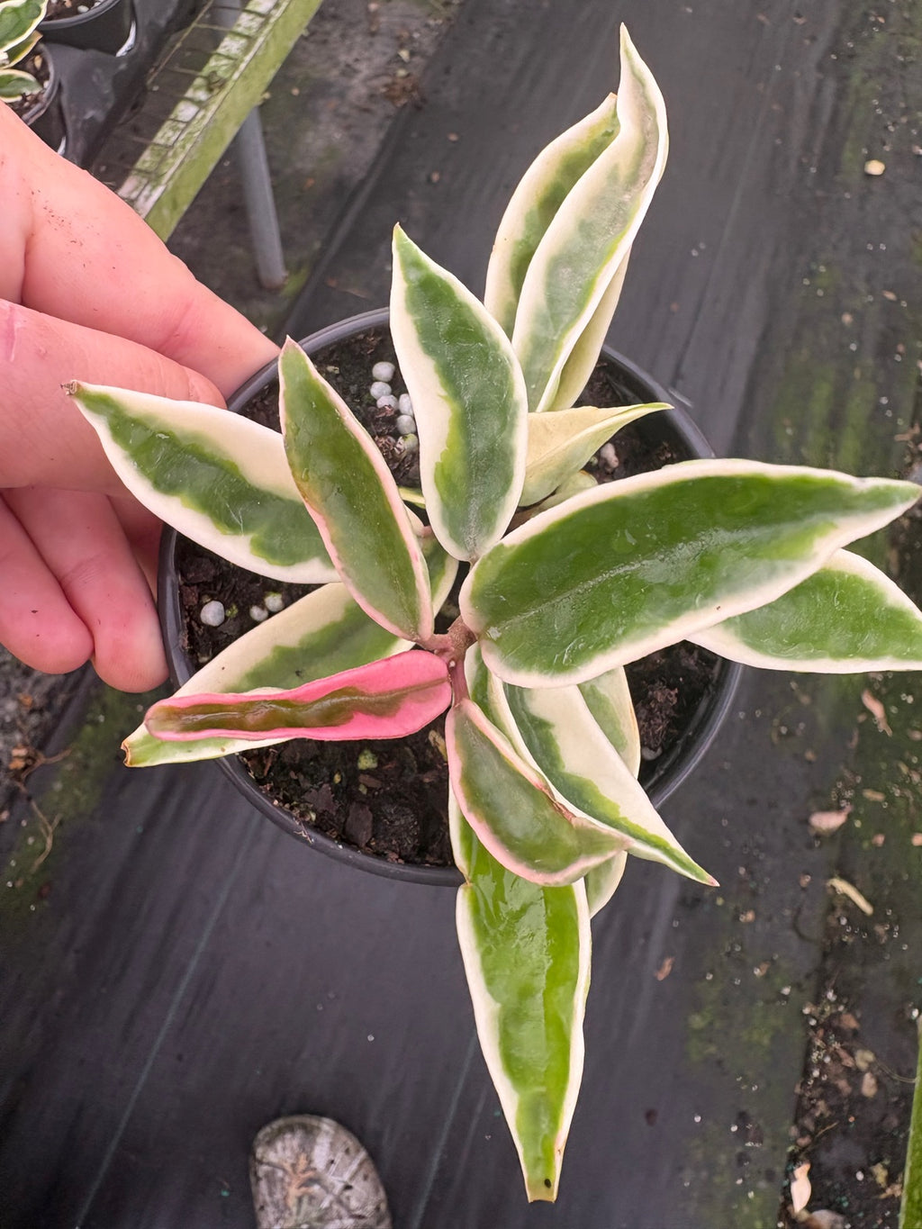 Hoya Krinkle 8 Albo Marginata