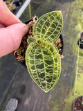 Macodes Jewel Orchid