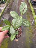 Hoya Crassipetiolata Splash