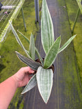 Sansevieria Sayuri