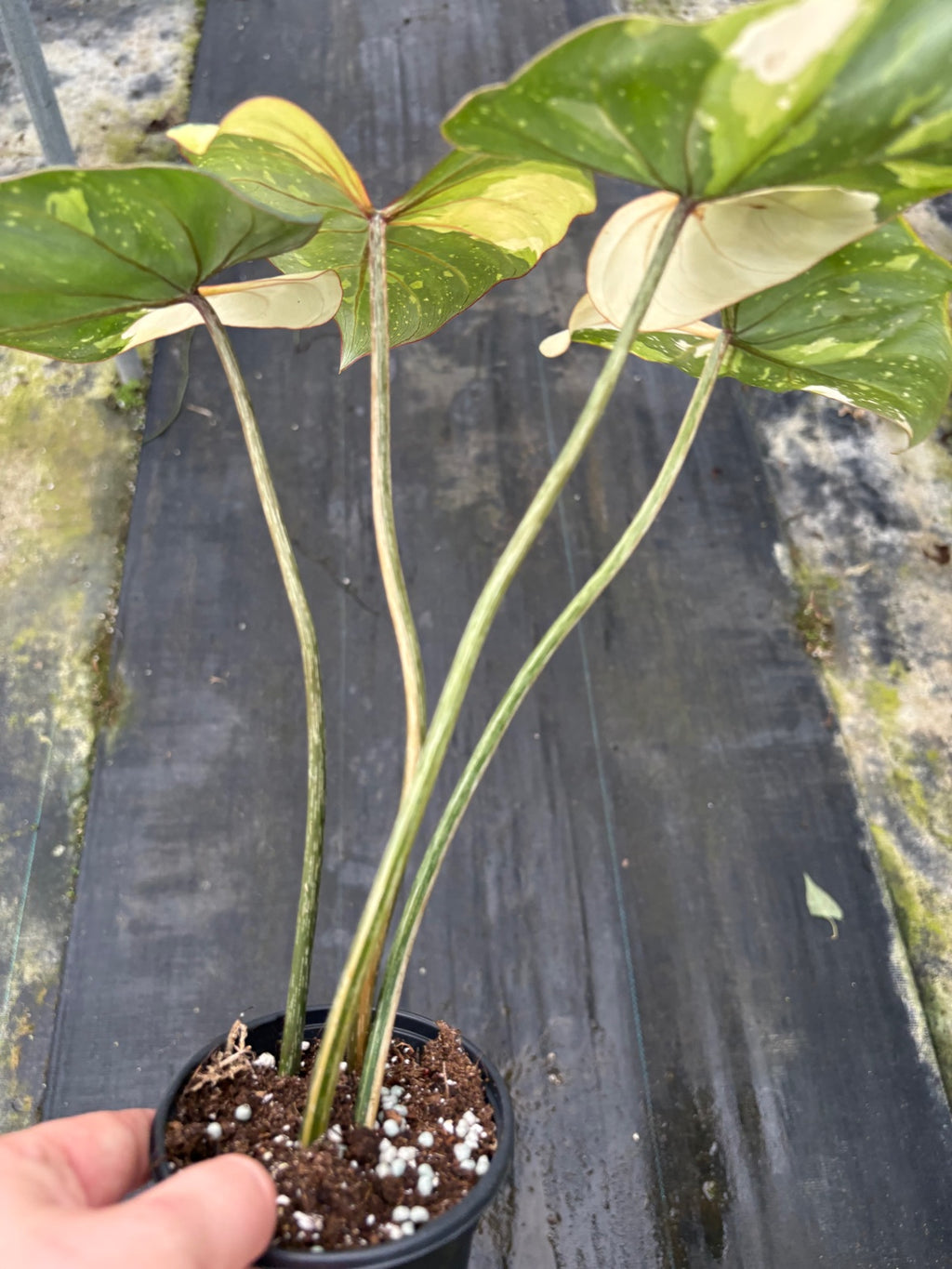 Variegated Tricolor Gloriosum Philodendron