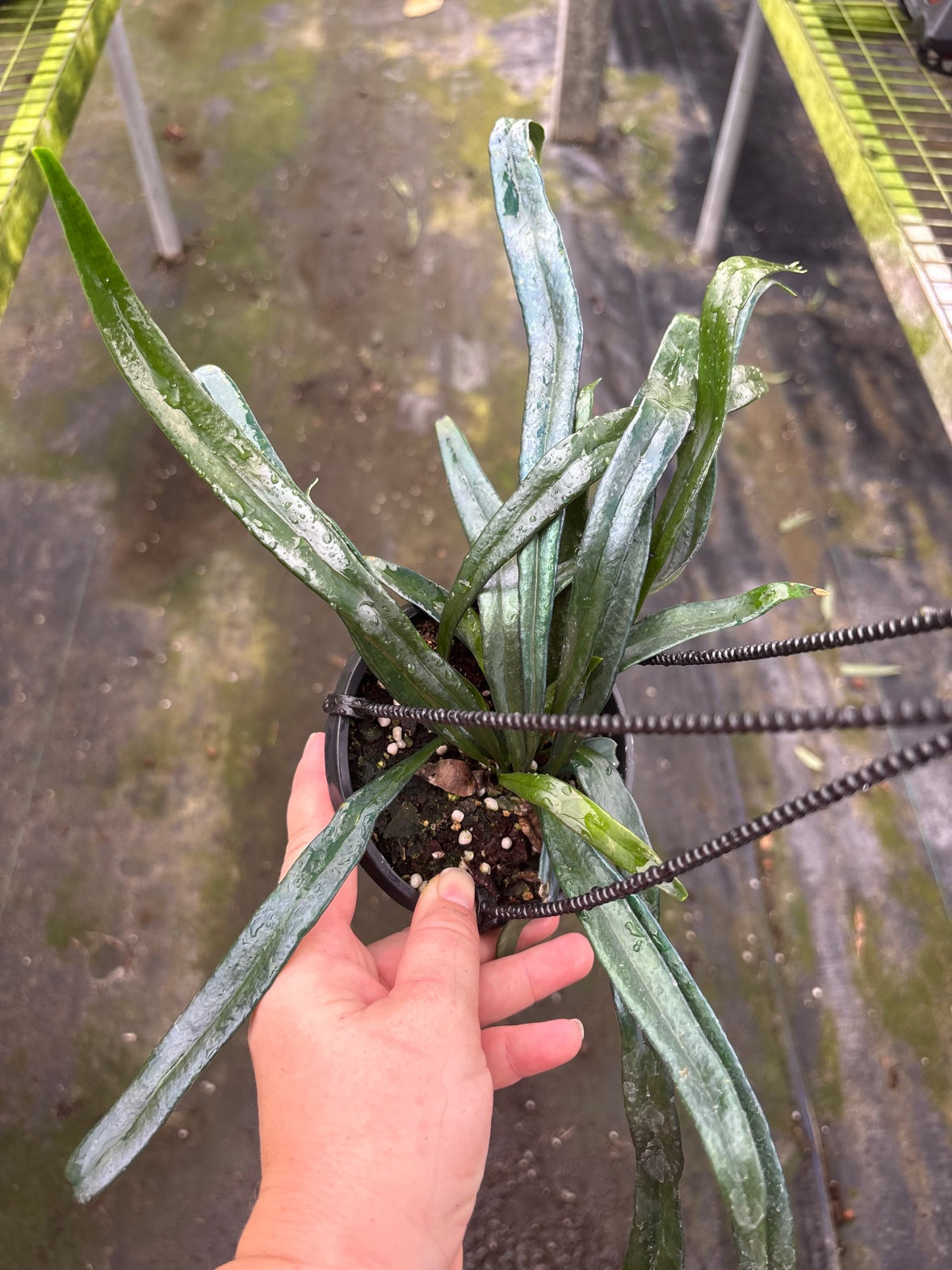 Blue Oil Fern