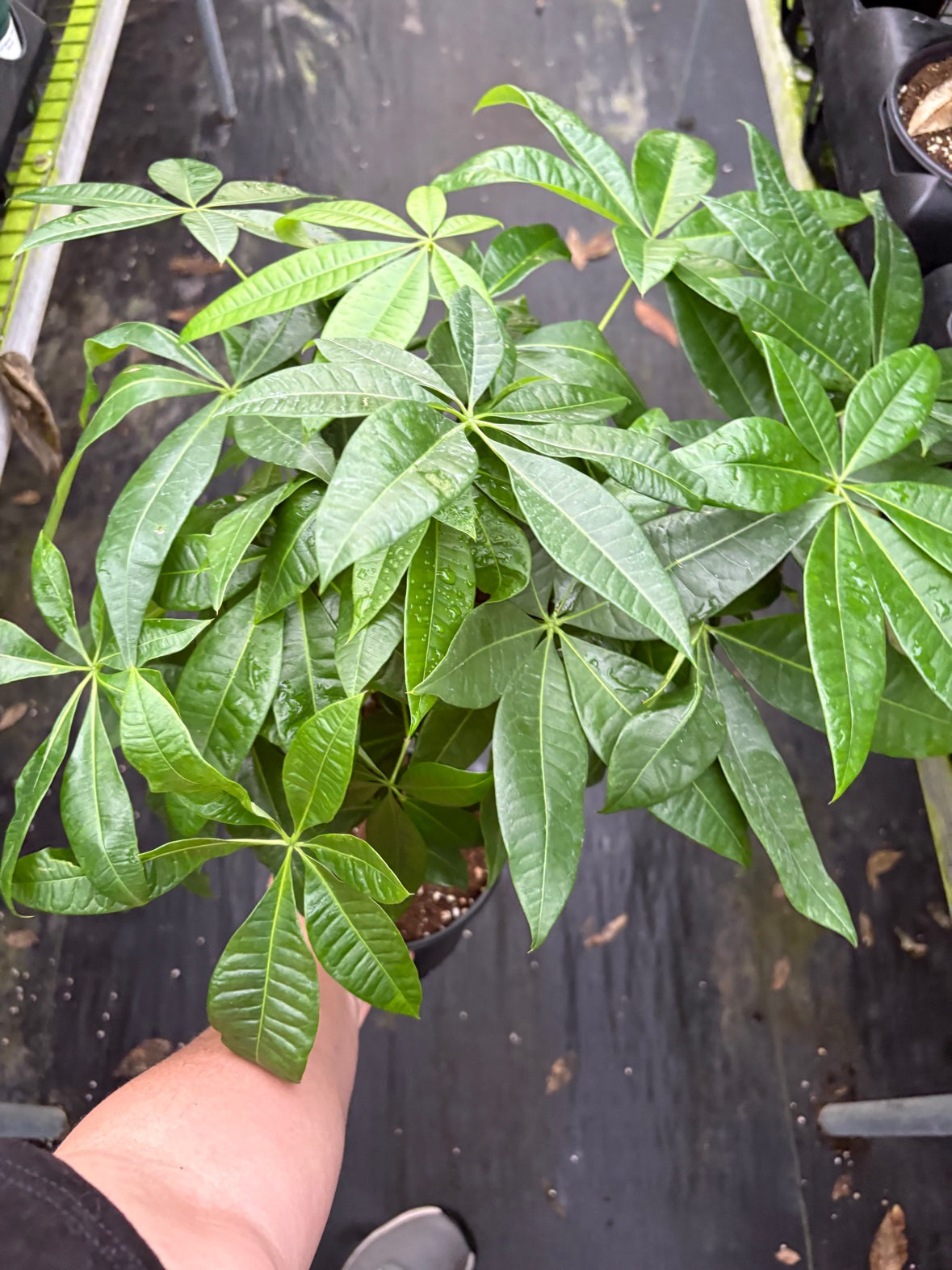 Braided Money Tree (Pachira aquatica)