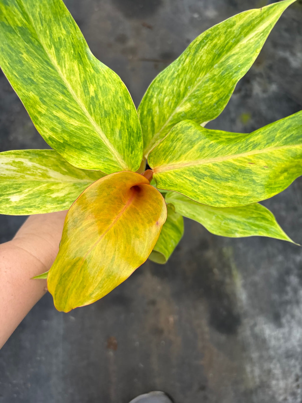 Philodendron Orange Marmalade