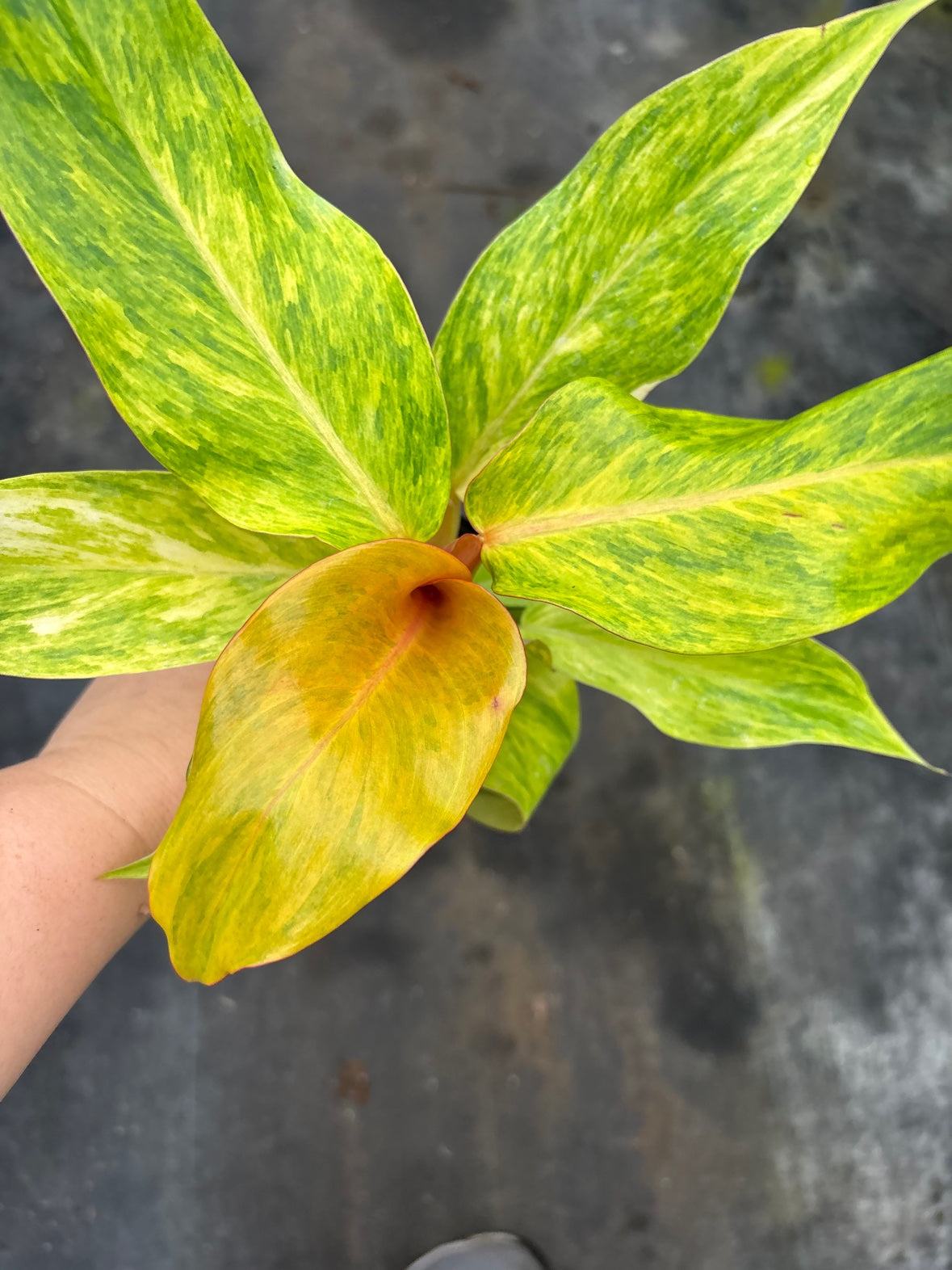 Philodendron Orange Marmalade