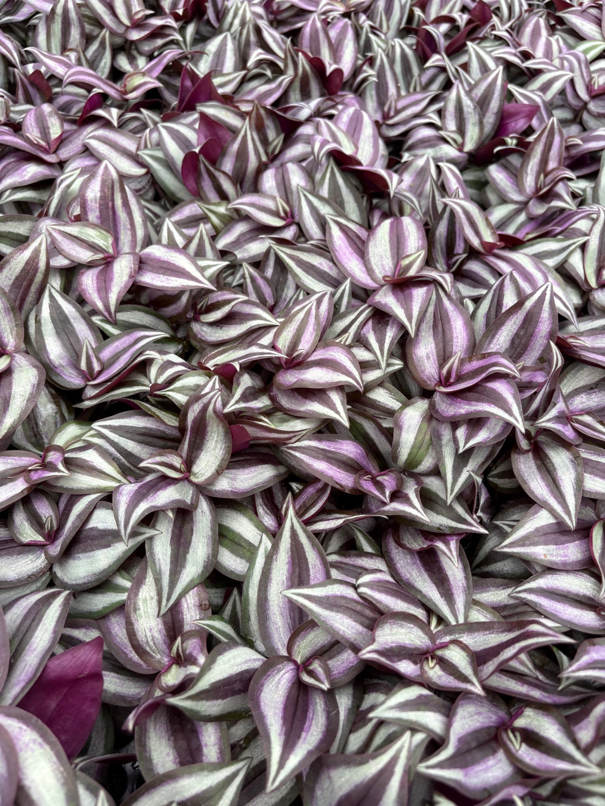 Tradescantia Zebrina