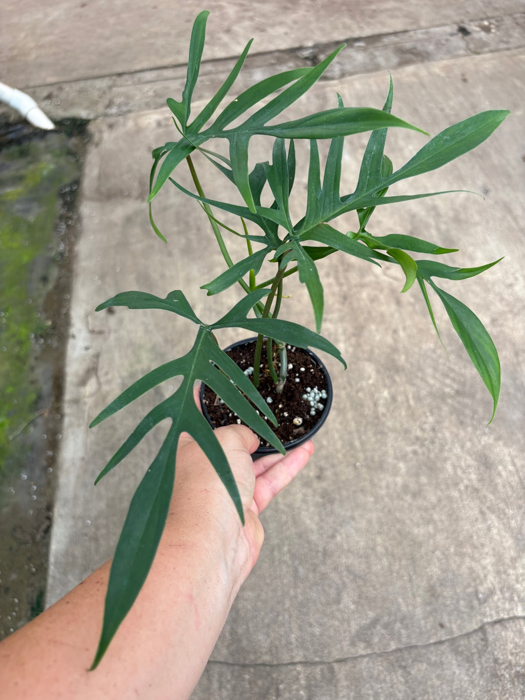 Philodendron Florida Beauty × Polypodioides