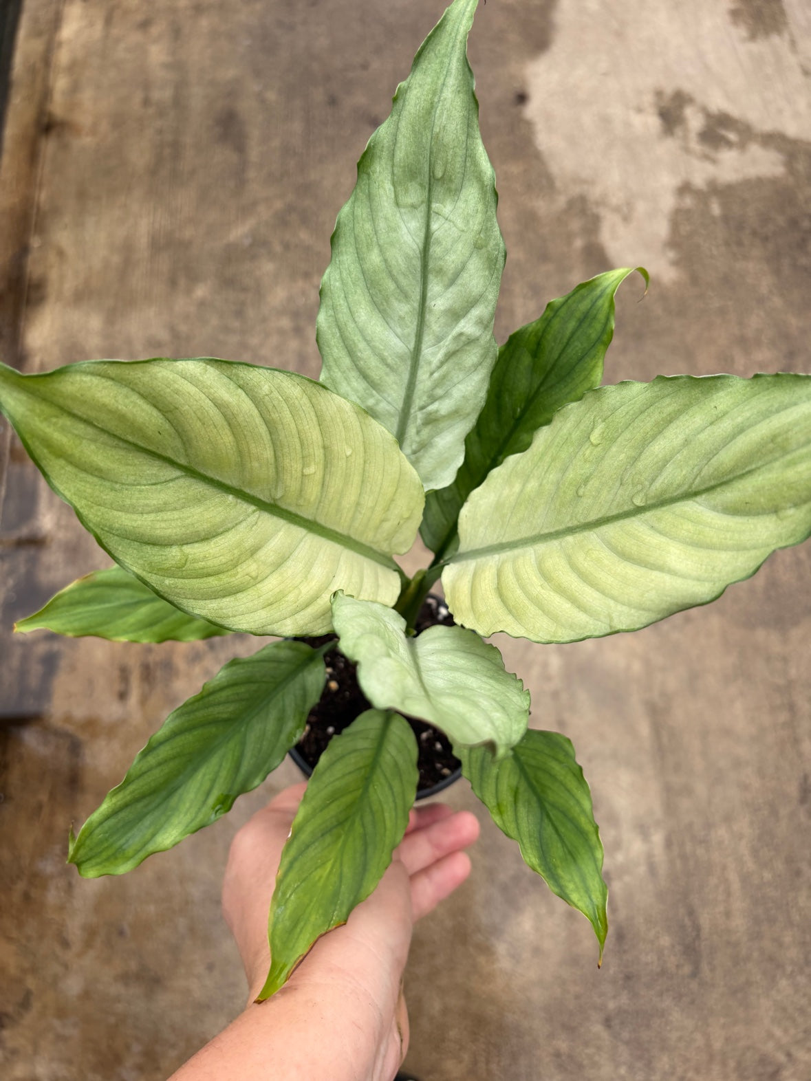 Spathiphyllum Grey Ghost