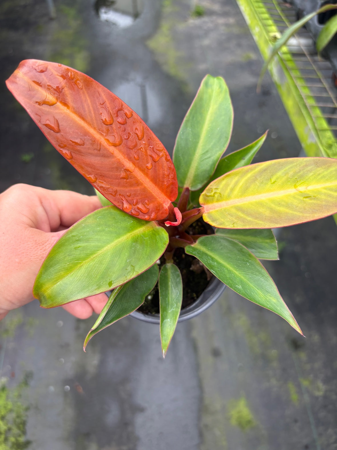 Red Sun Philodendron