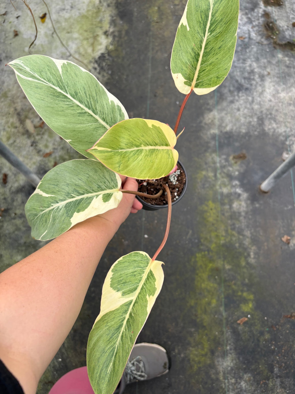 Philodendron Shady Lady