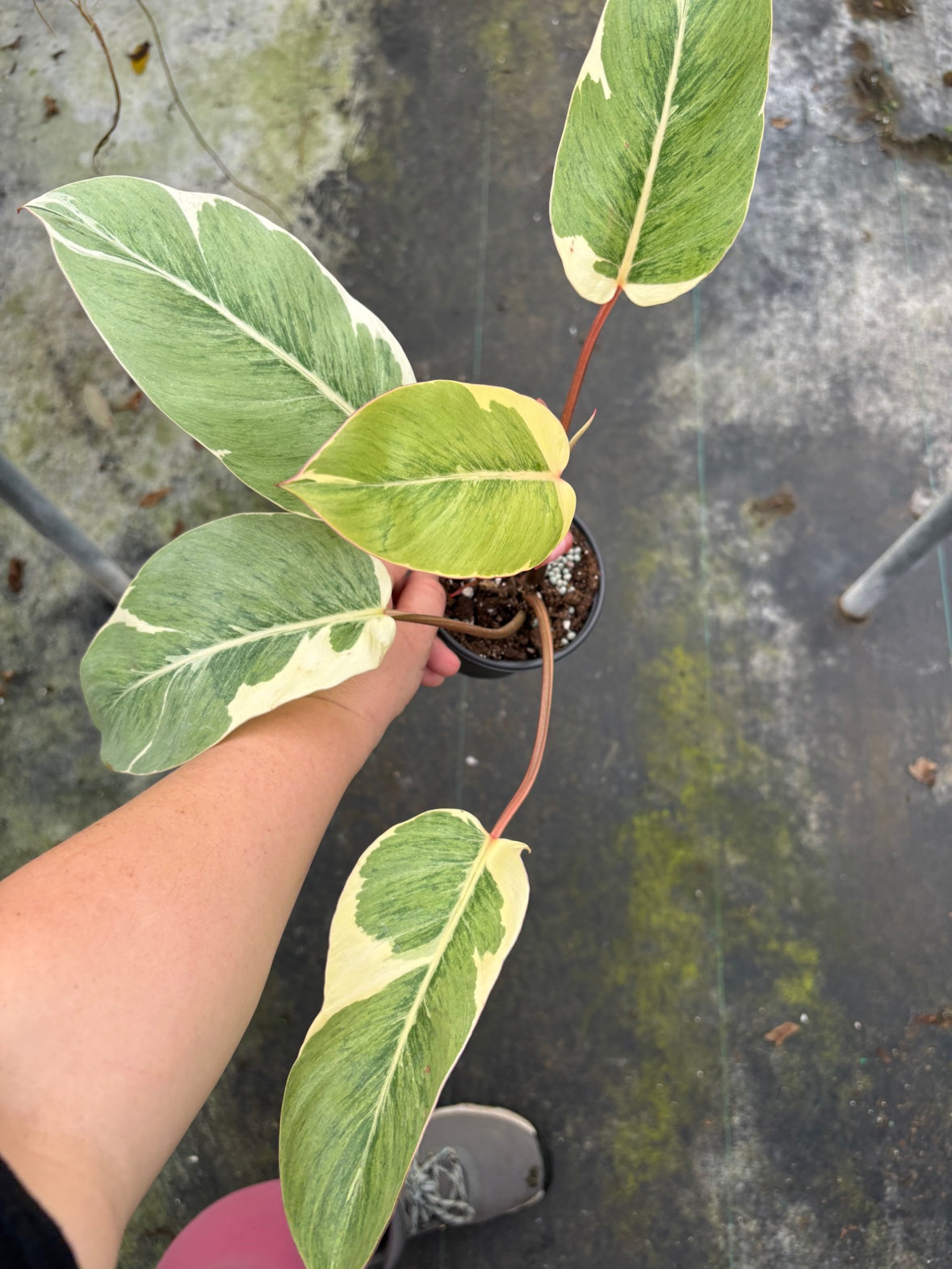 Philodendron Shady Lady