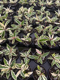 Hoya Krinkle 8 Albo Marginata
