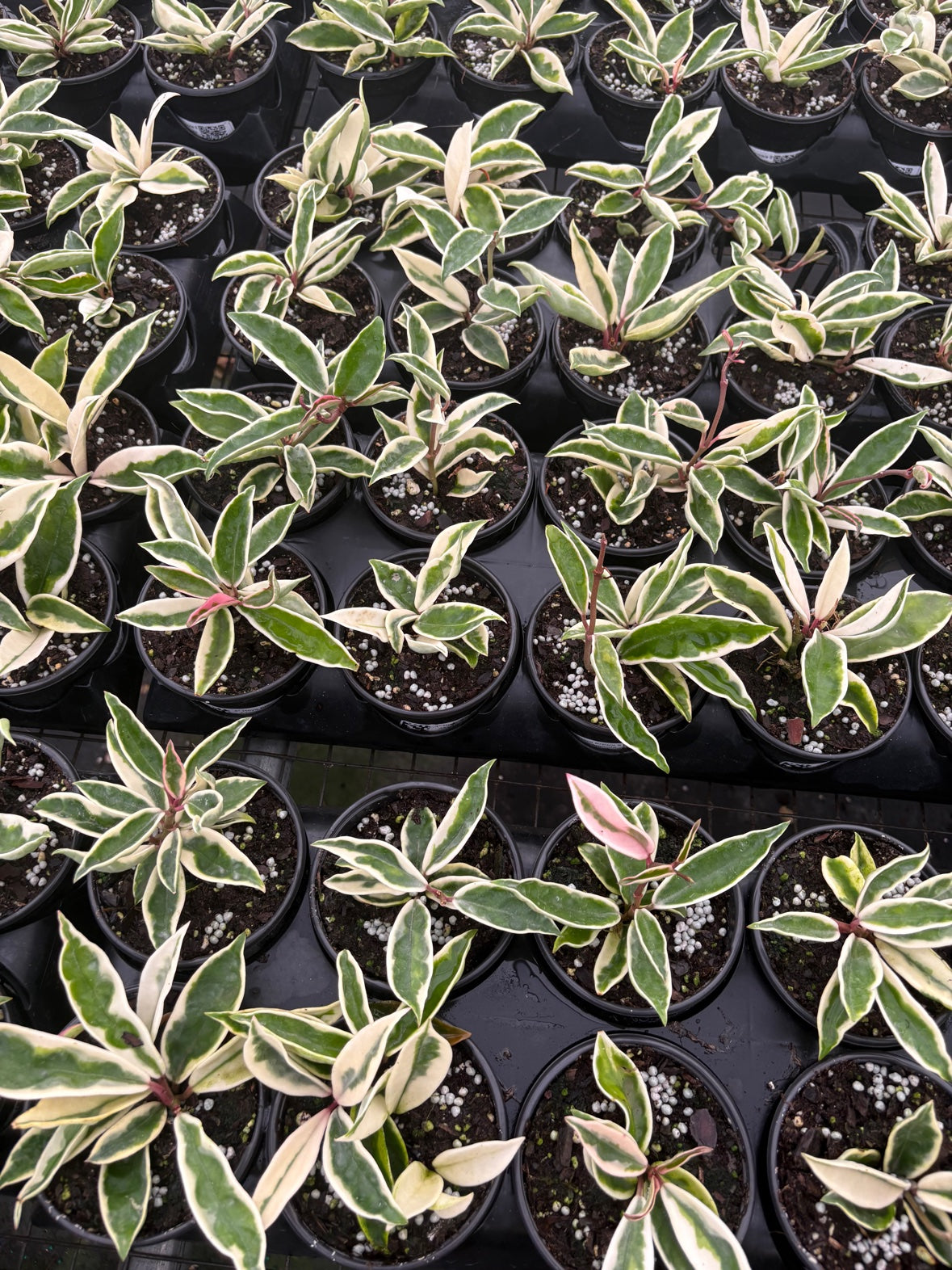 Hoya Krinkle 8 Albo Marginata