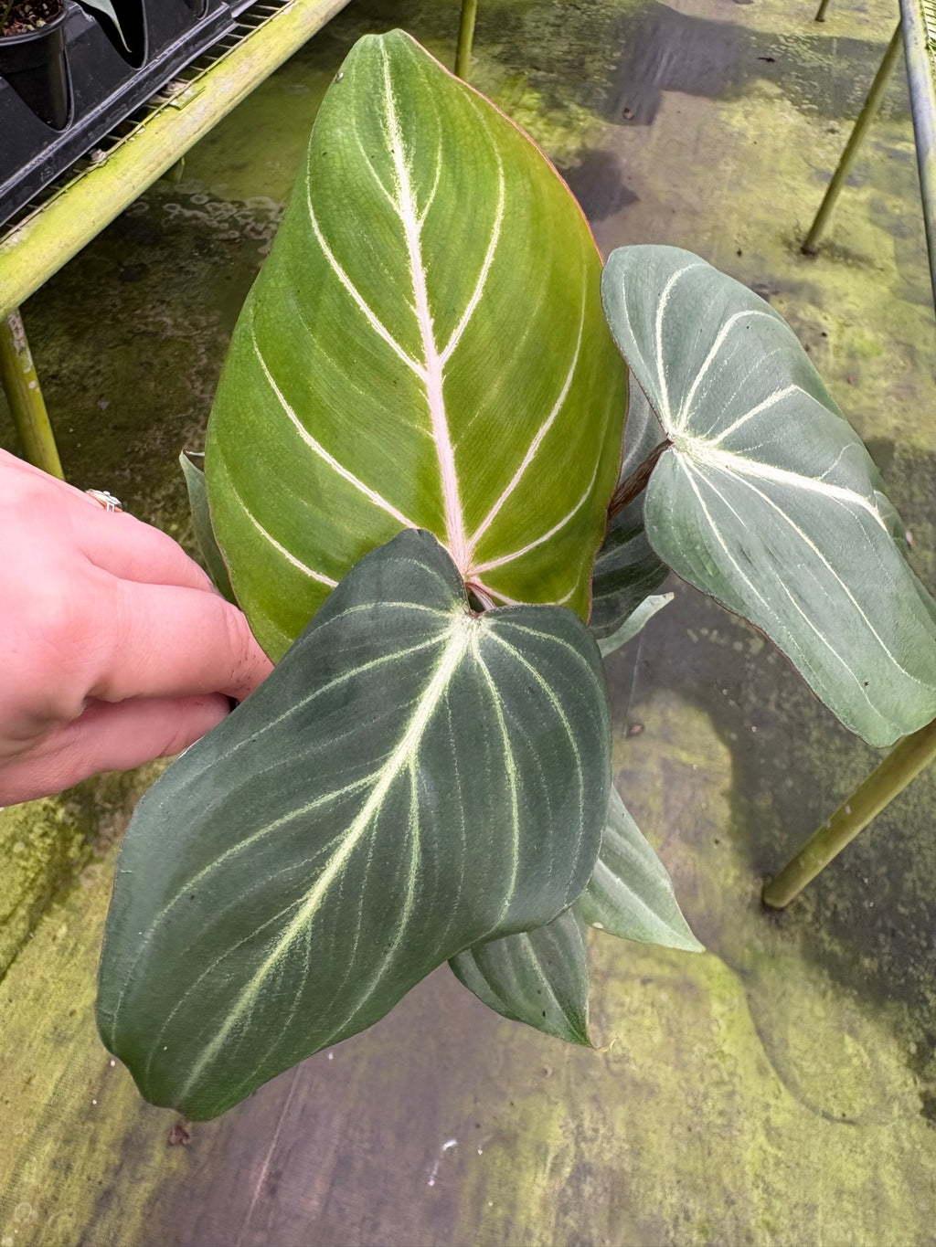 Philodendron Gloriosum
