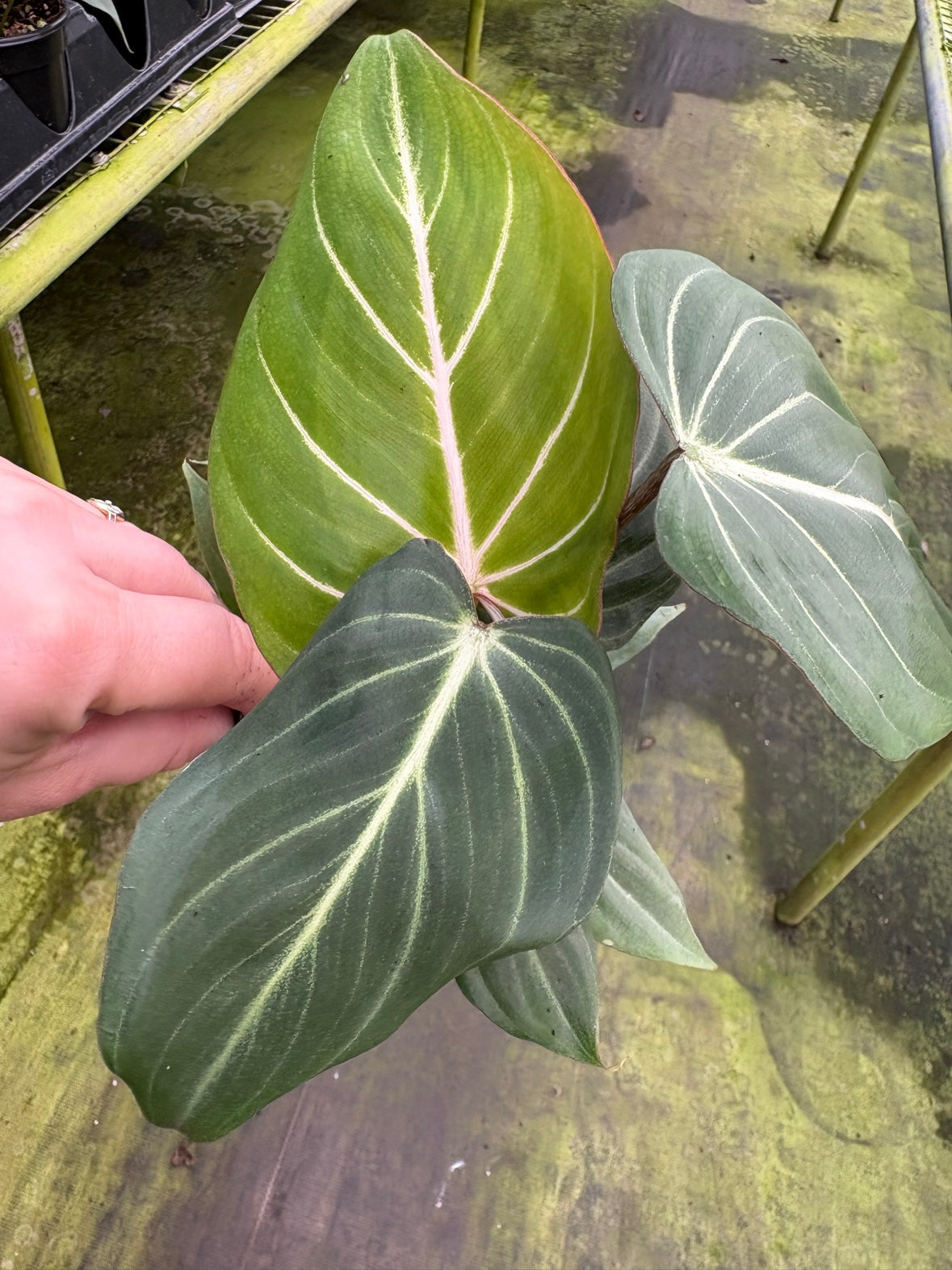 Philodendron Gloriosum