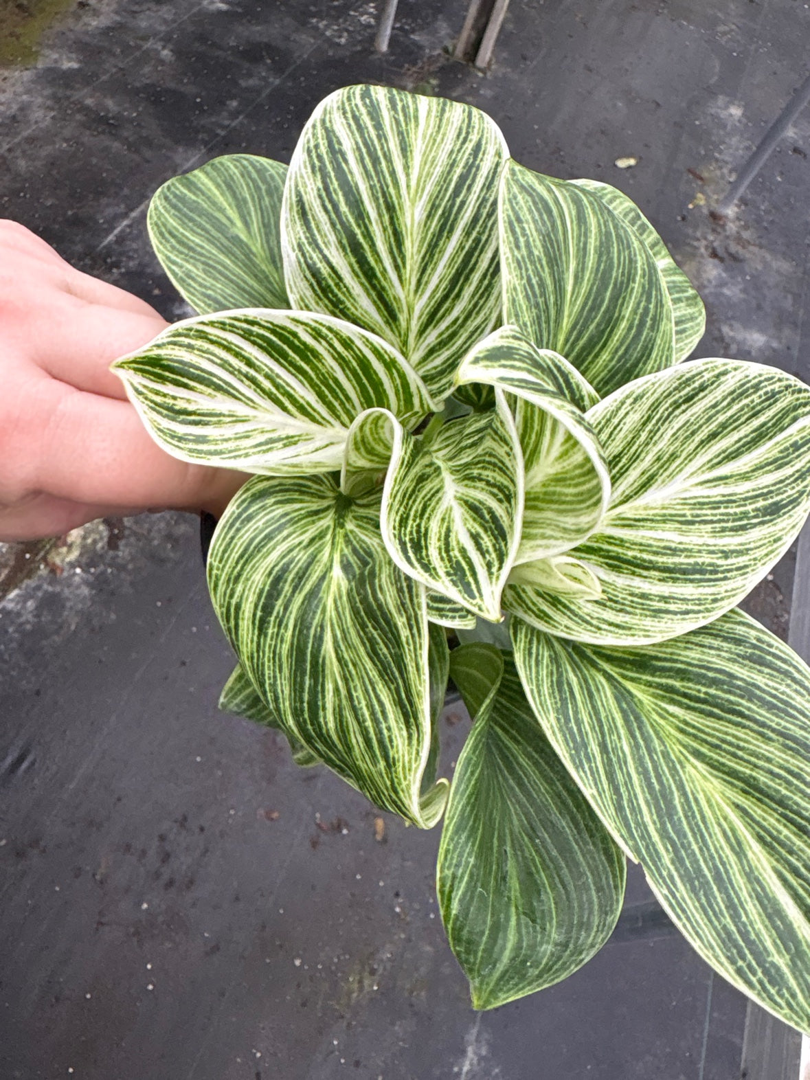 Philodendron Birkin Galaxy