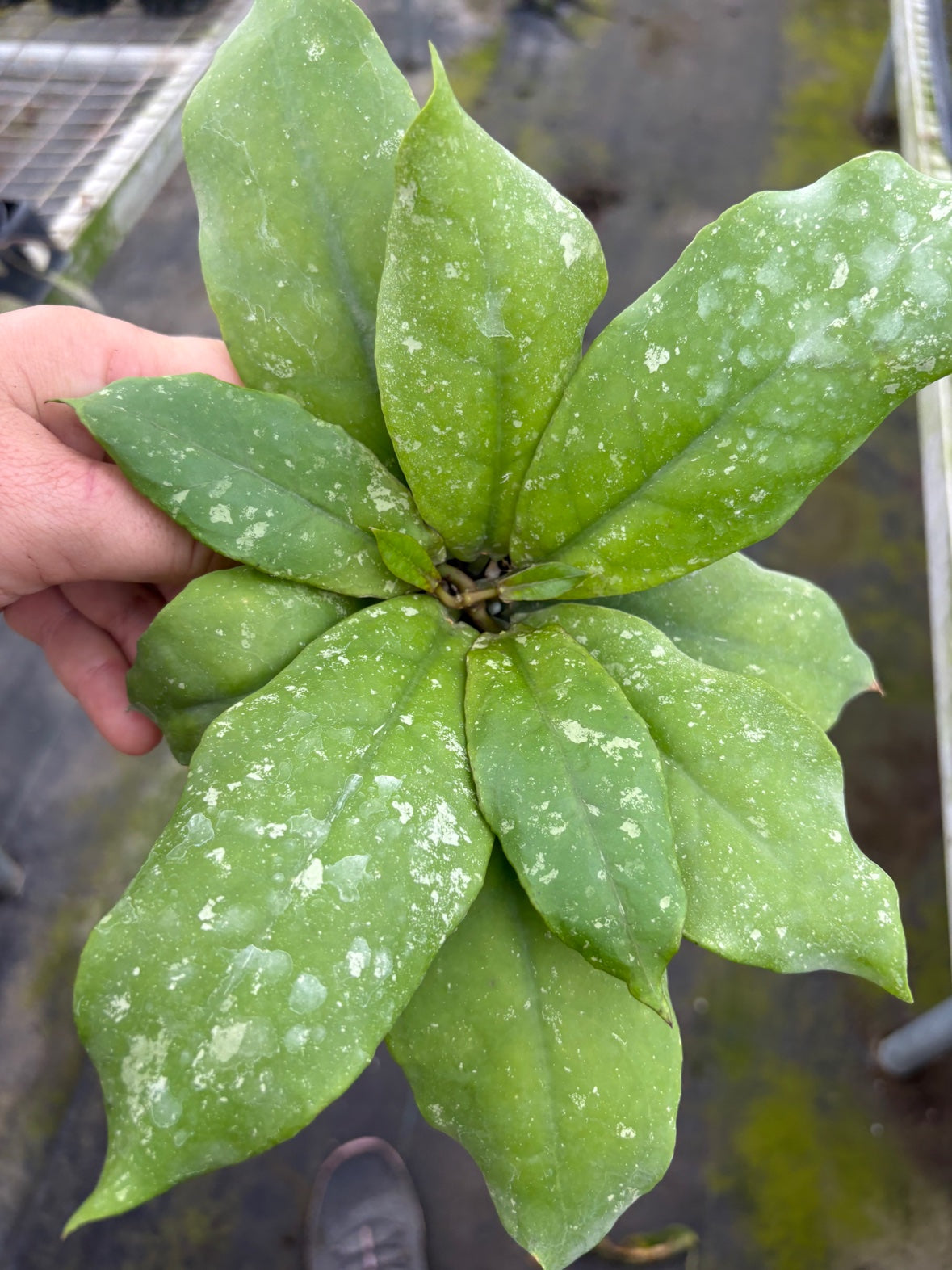 Hoya Mitrata Splash