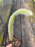 Monkey Tail Cactus