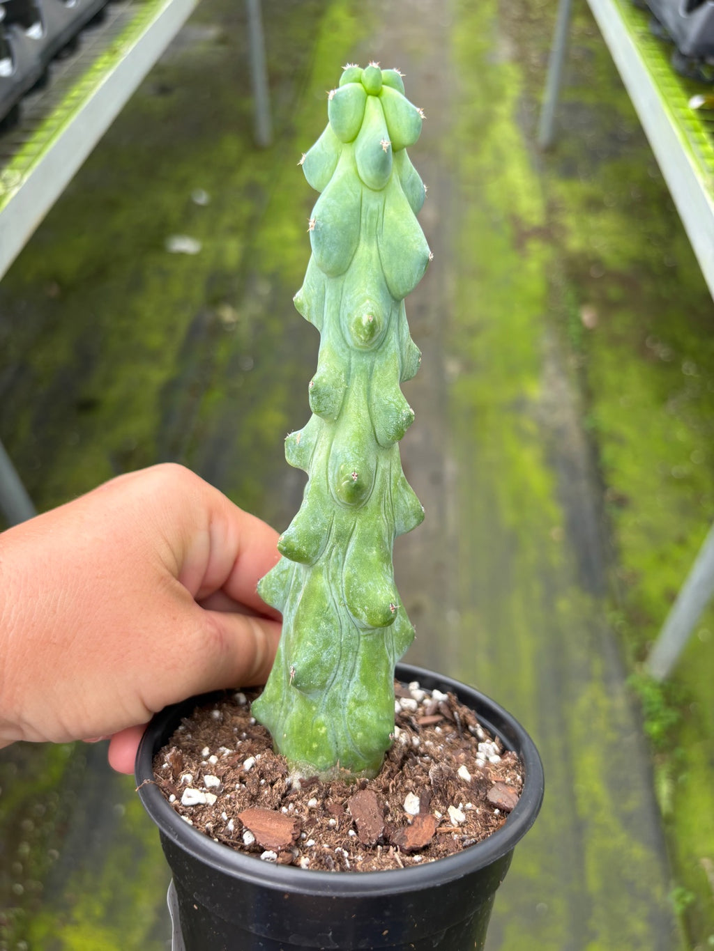 Boobie Cactus