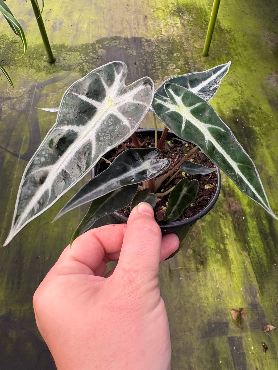 Alocasia Bambino