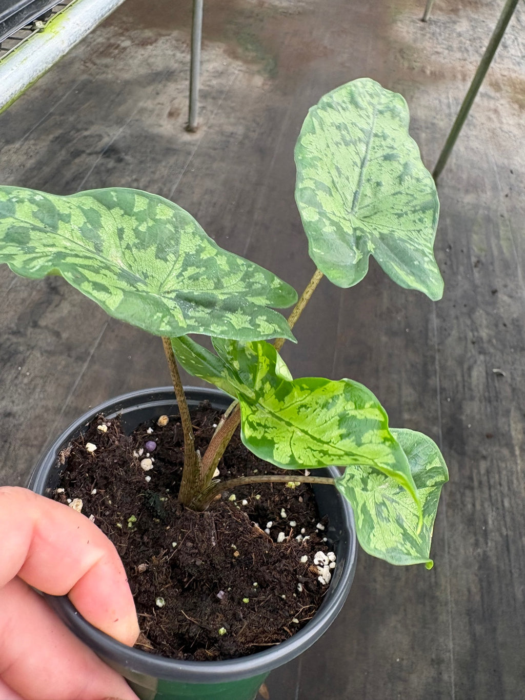 Alocasia Shattered Glass