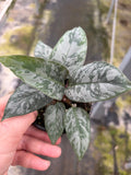 Apoballis Acuminatissima Lavallaei
