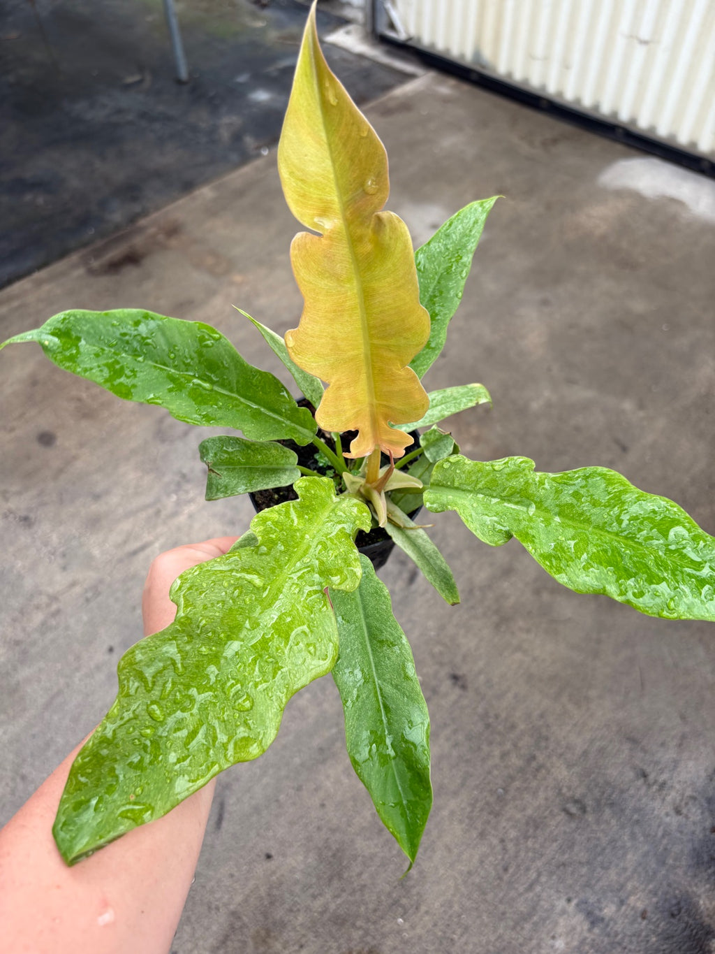 Ring of Fire Mint Philodendron