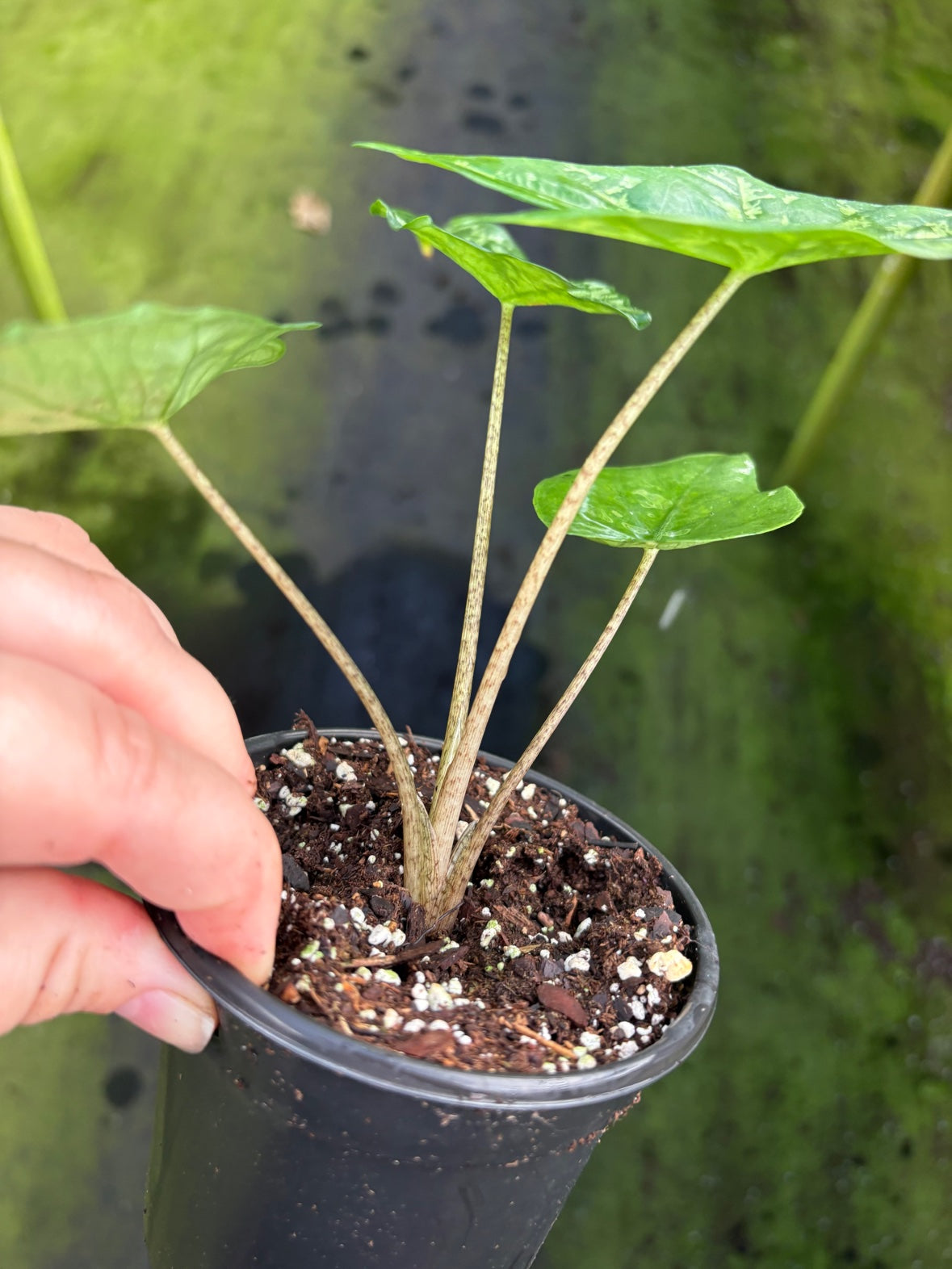 Alocasia Shattered Glass