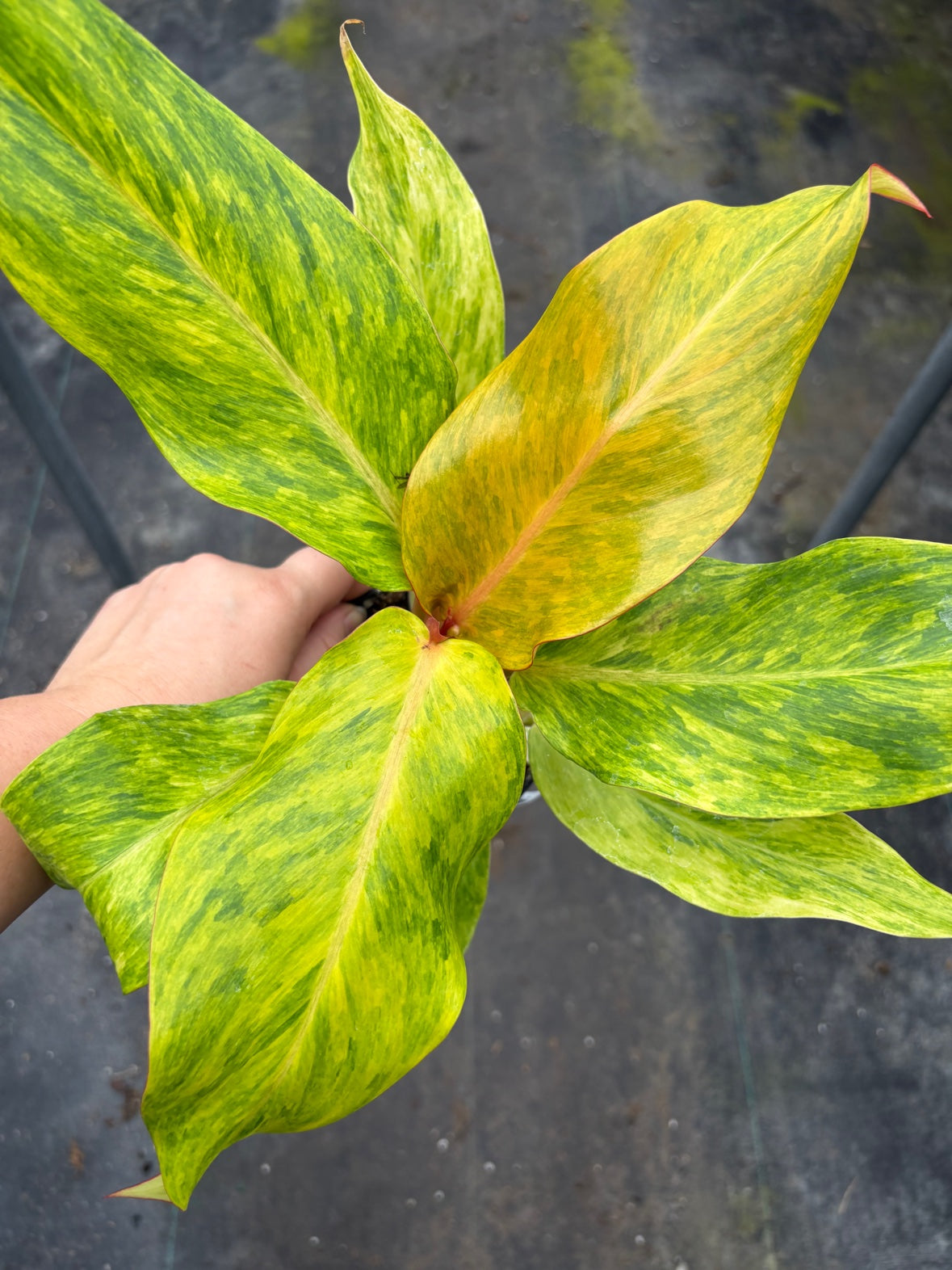 Philodendron Orange Marmalade