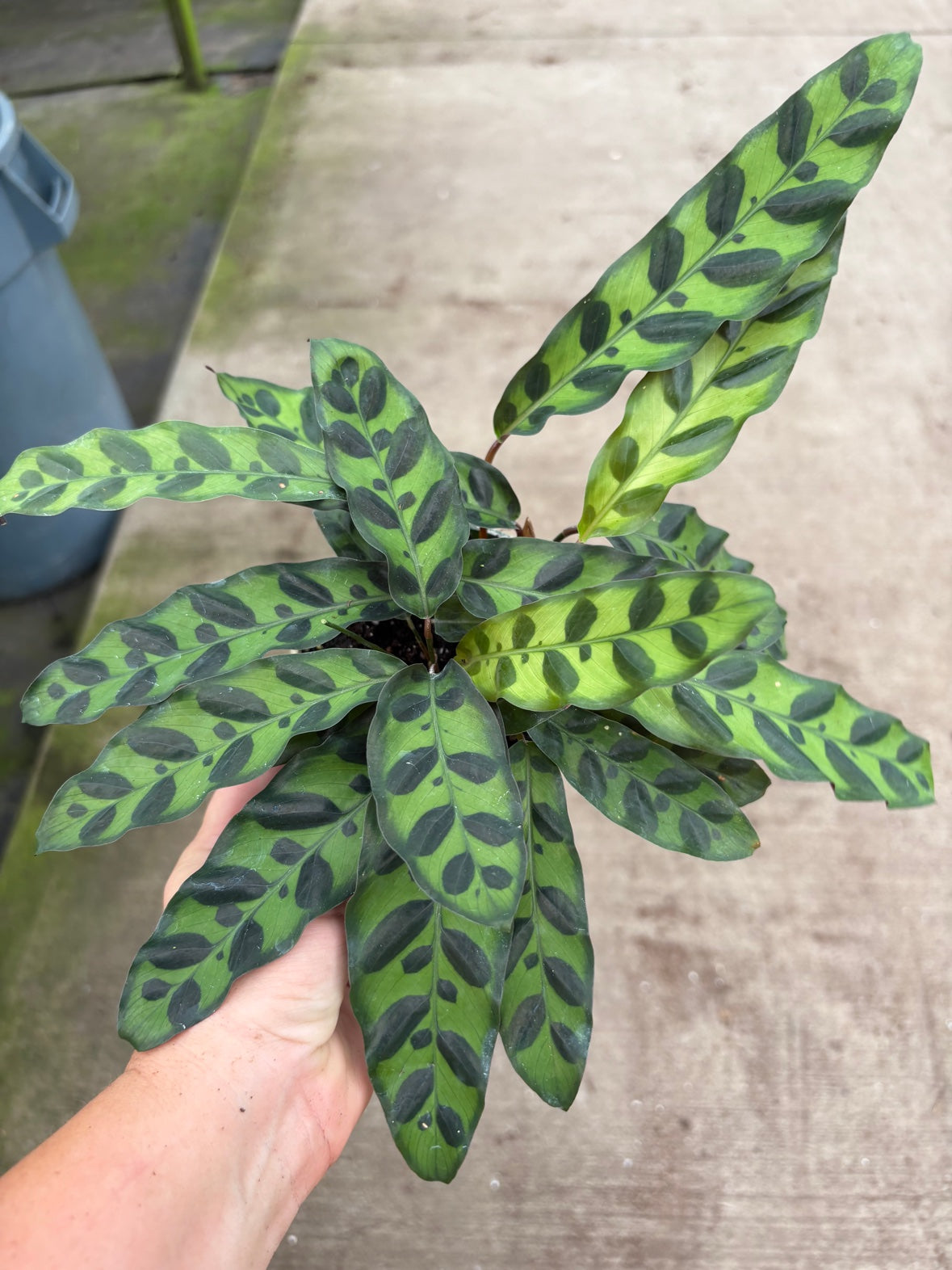 Rattlesnake Calathea aka Lancifolia