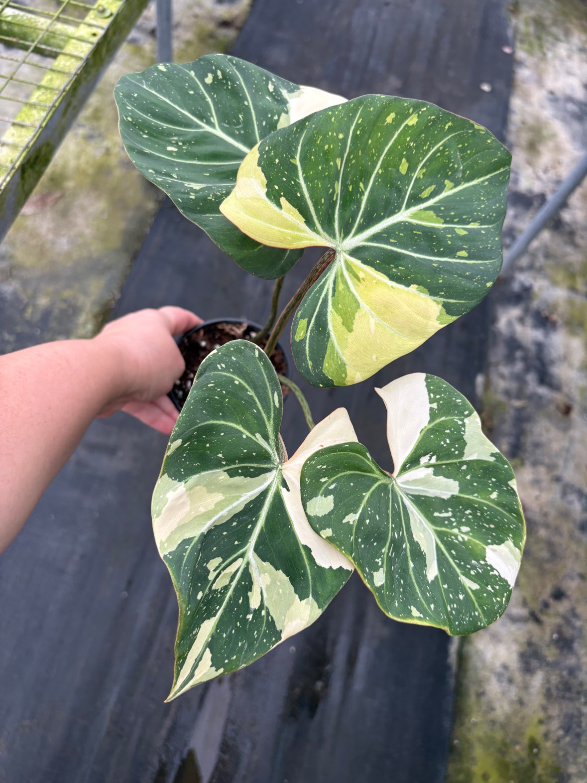Variegated Tricolor Gloriosum Philodendron