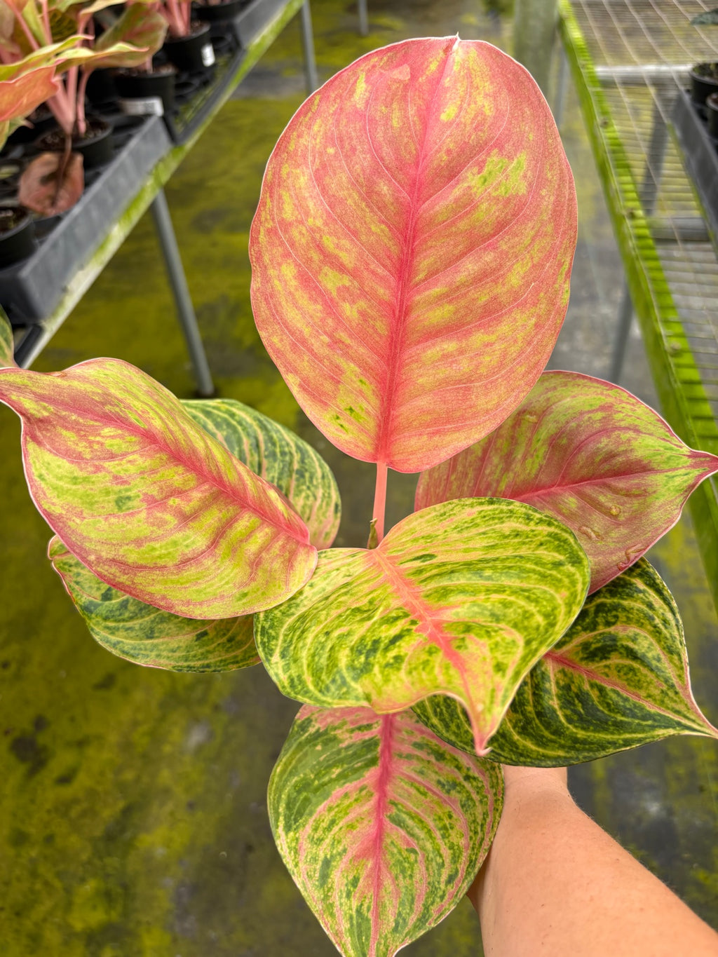 Aglaonema Jouli