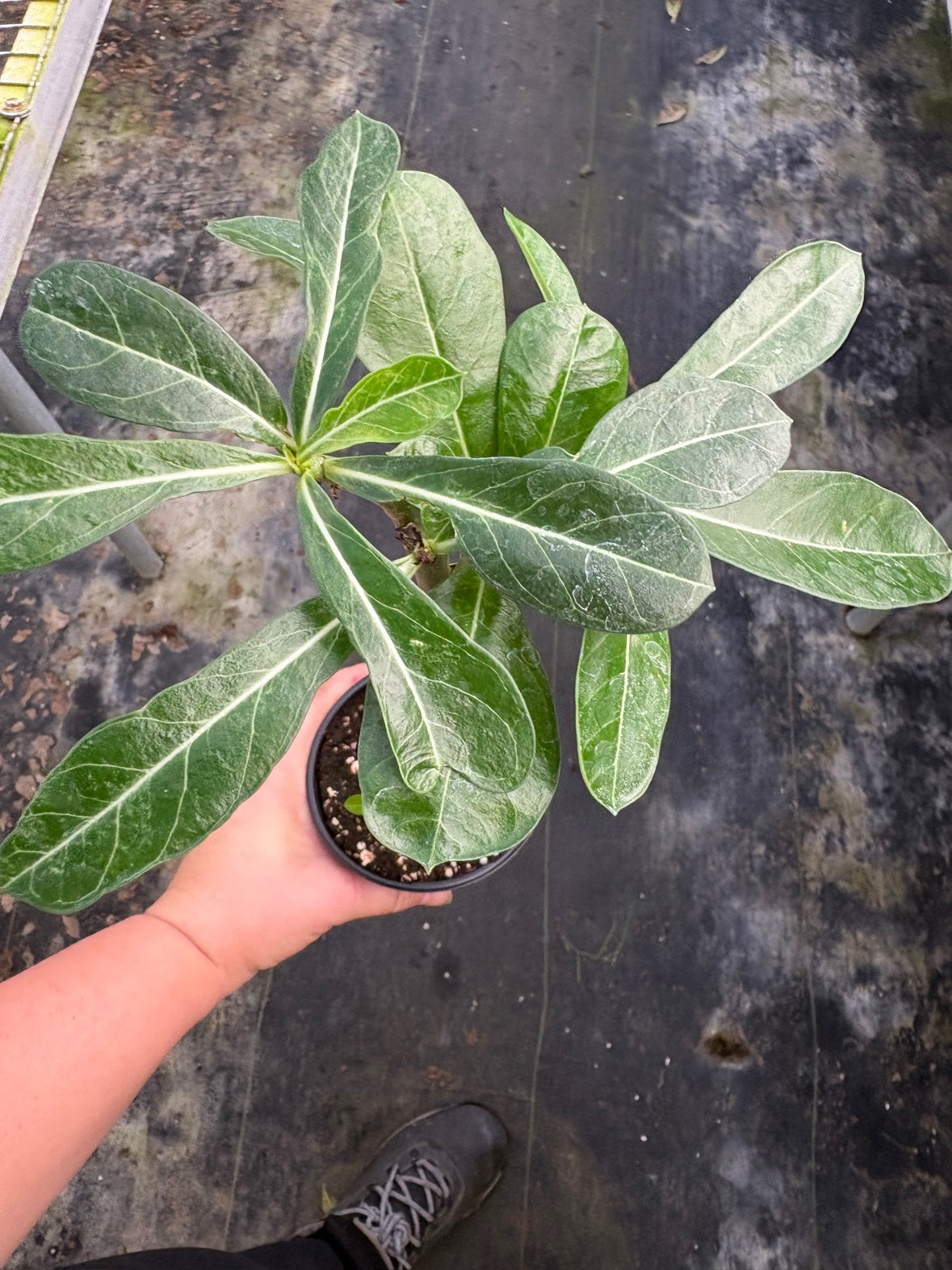 Braided Desert Rose