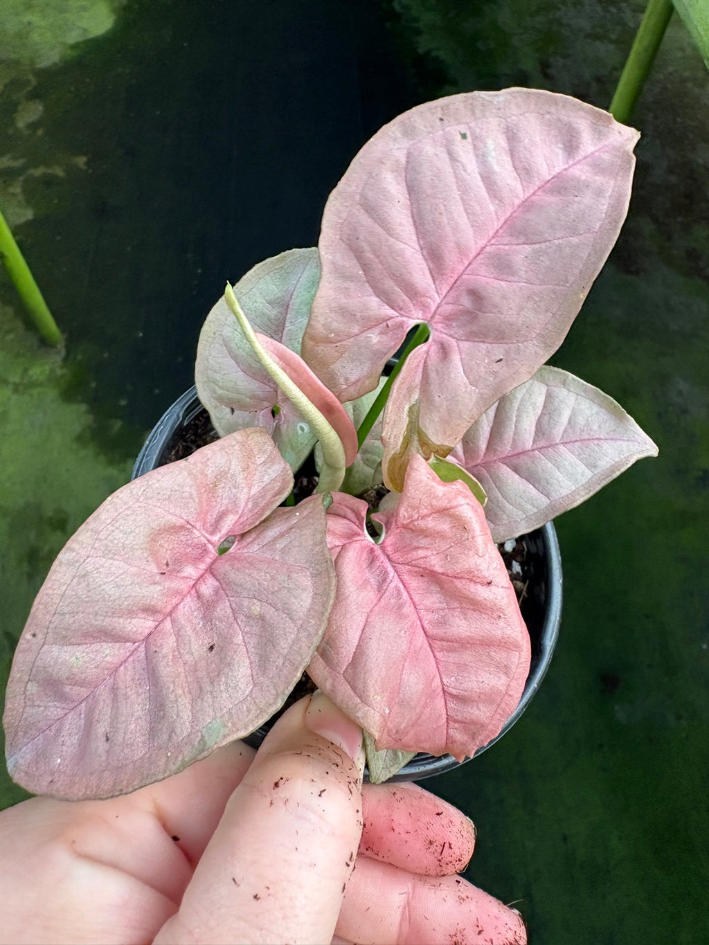 Syngonium Neon